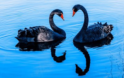 Expecting a ‘Black Swan’ event before it happens